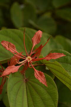 Image of Bauhinia phoenicea Wight & Arn.