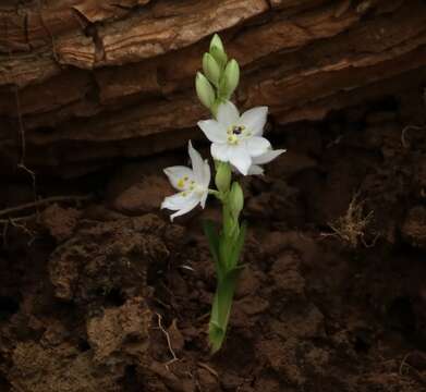 Слика од Chlorophytum tuberosum (Roxb.) Baker