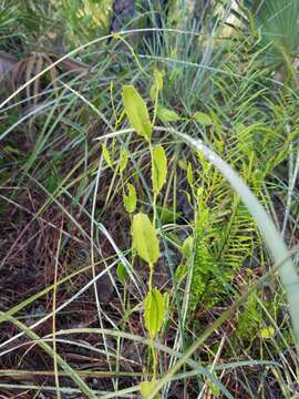 Image of Smilax havanensis Jacq.