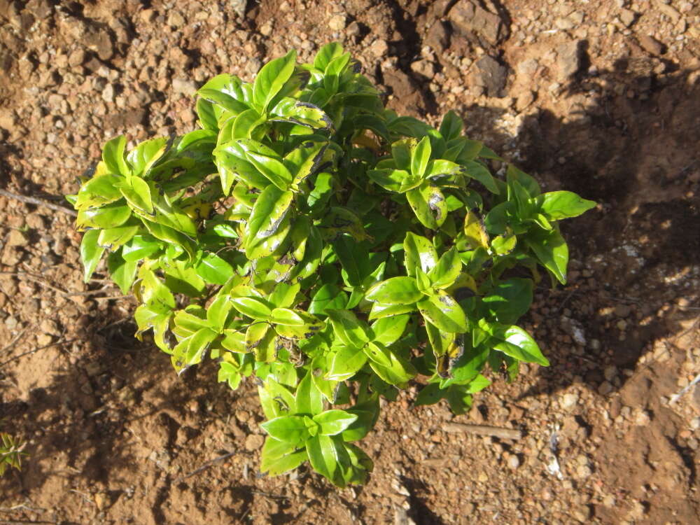 صورة Geniostoma ligustrifolium var. ligustrifolium