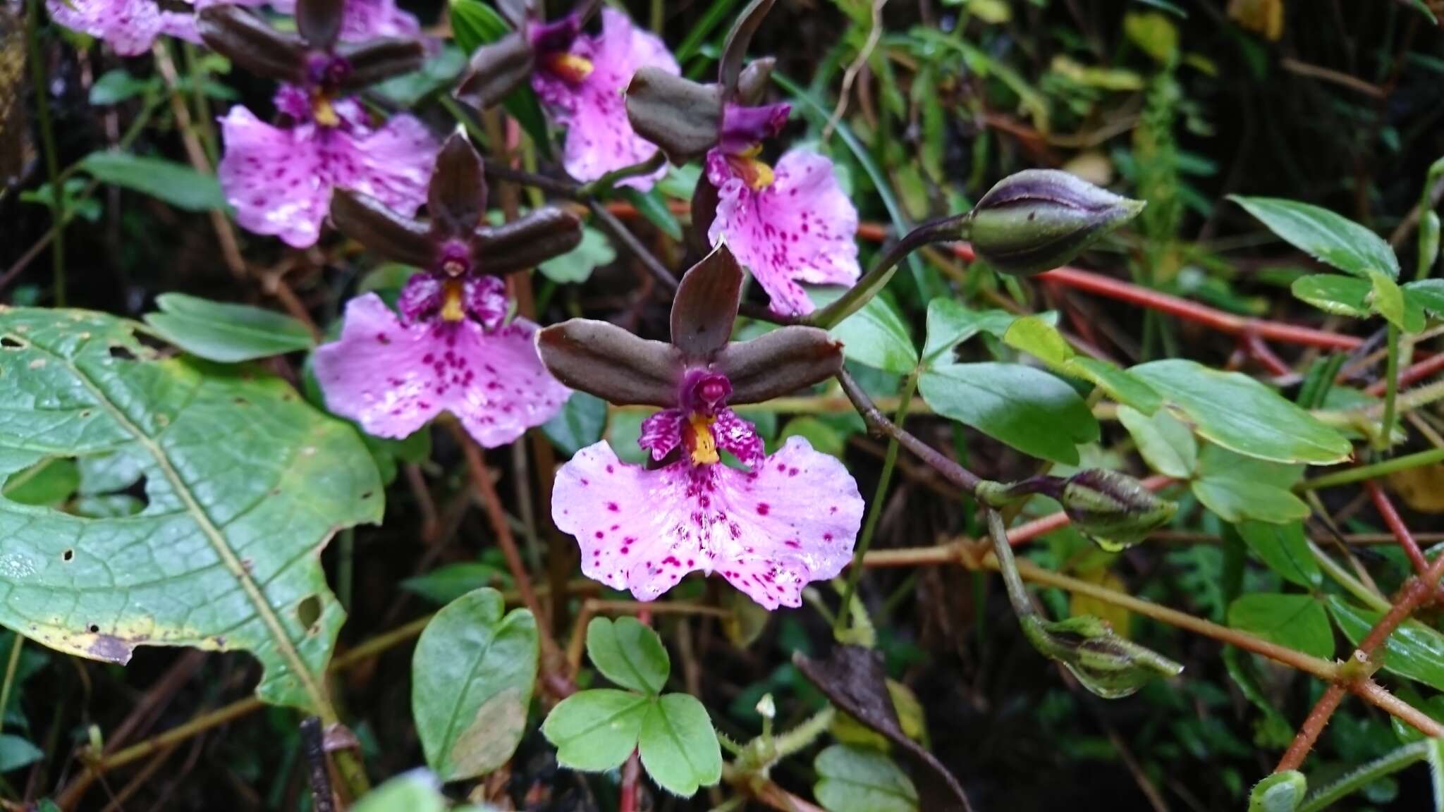 Image of Caucaea olivacea (Kunth) N. H. Williams & M. W. Chase