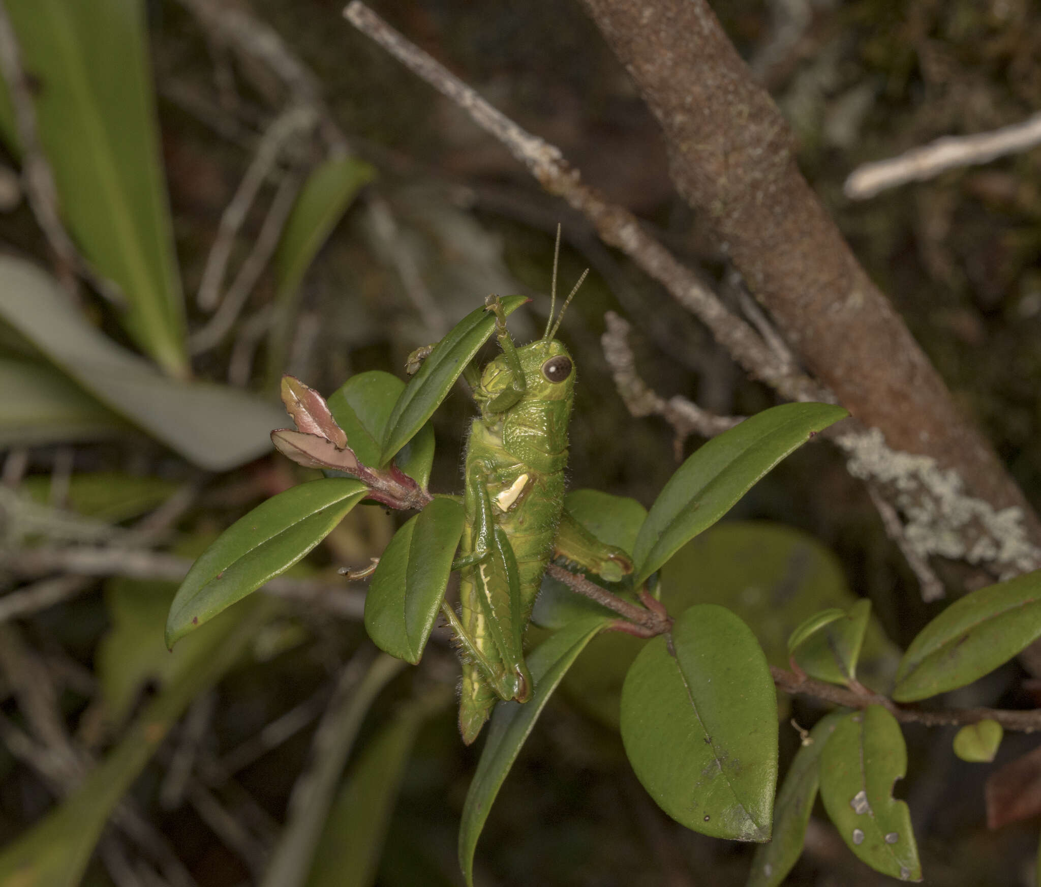 Image of Antandrus viridis (Blanchard & E. 1851)