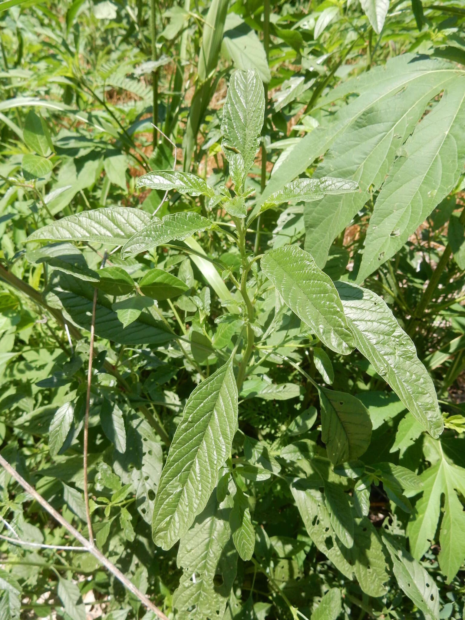 Imagem de Amaranthus tuberculatus var. rudis