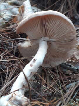 Image de Leucocortinarius