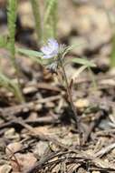 Image de Phacelia pringlei A. Gray