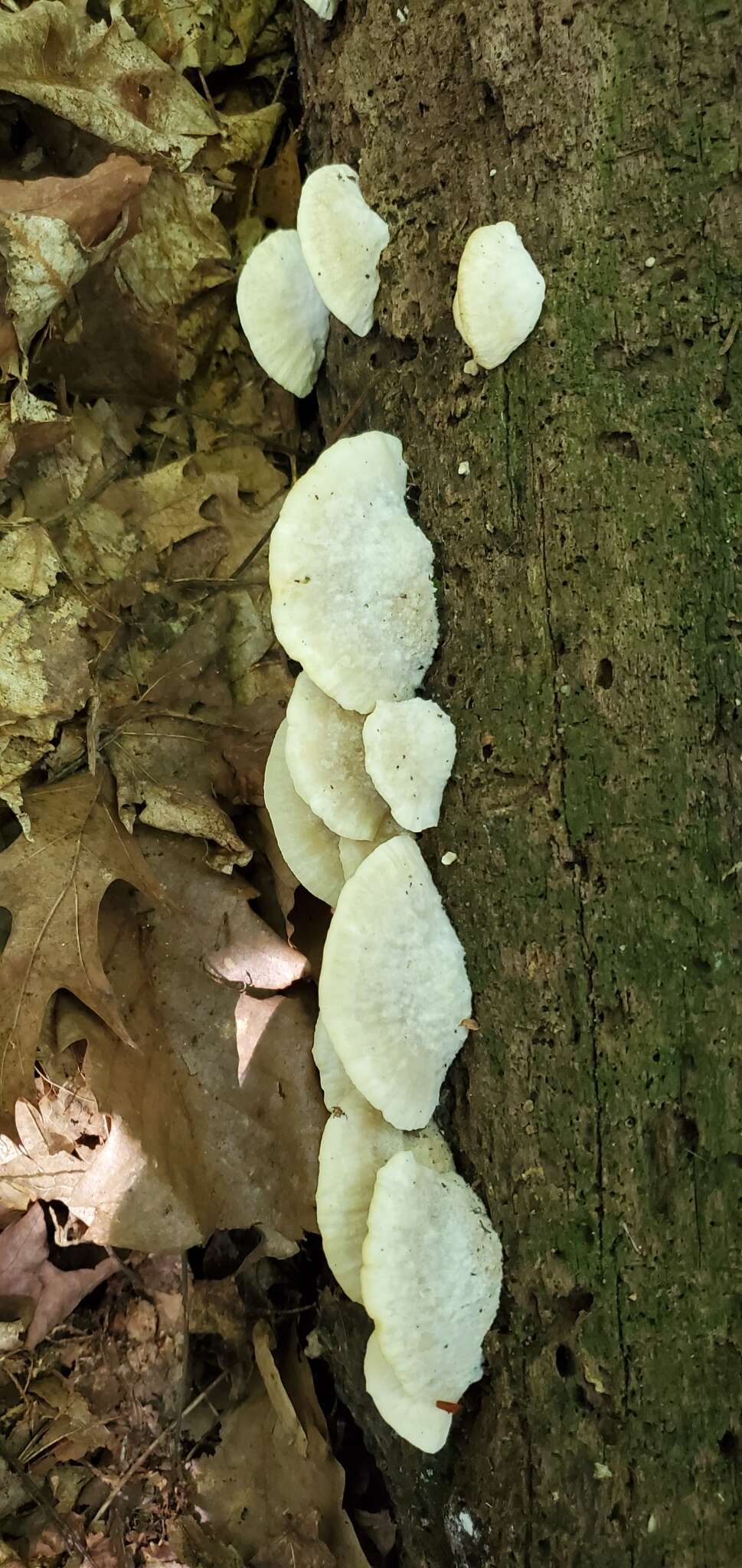 Слика од Tyromyces galactinus (Berk.) J. Lowe 1975