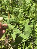 Sivun Parthenium auriculatum Britt. kuva