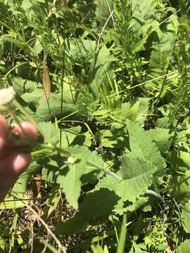 Sivun Parthenium auriculatum Britt. kuva