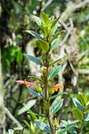 Image of Columnea lepidocaula Hanst.