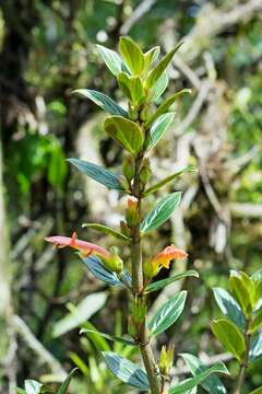 Imagem de Columnea lepidocaula Hanst.