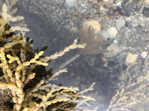 Image of European fan worm