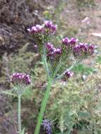 Image of Brazilian Vervain