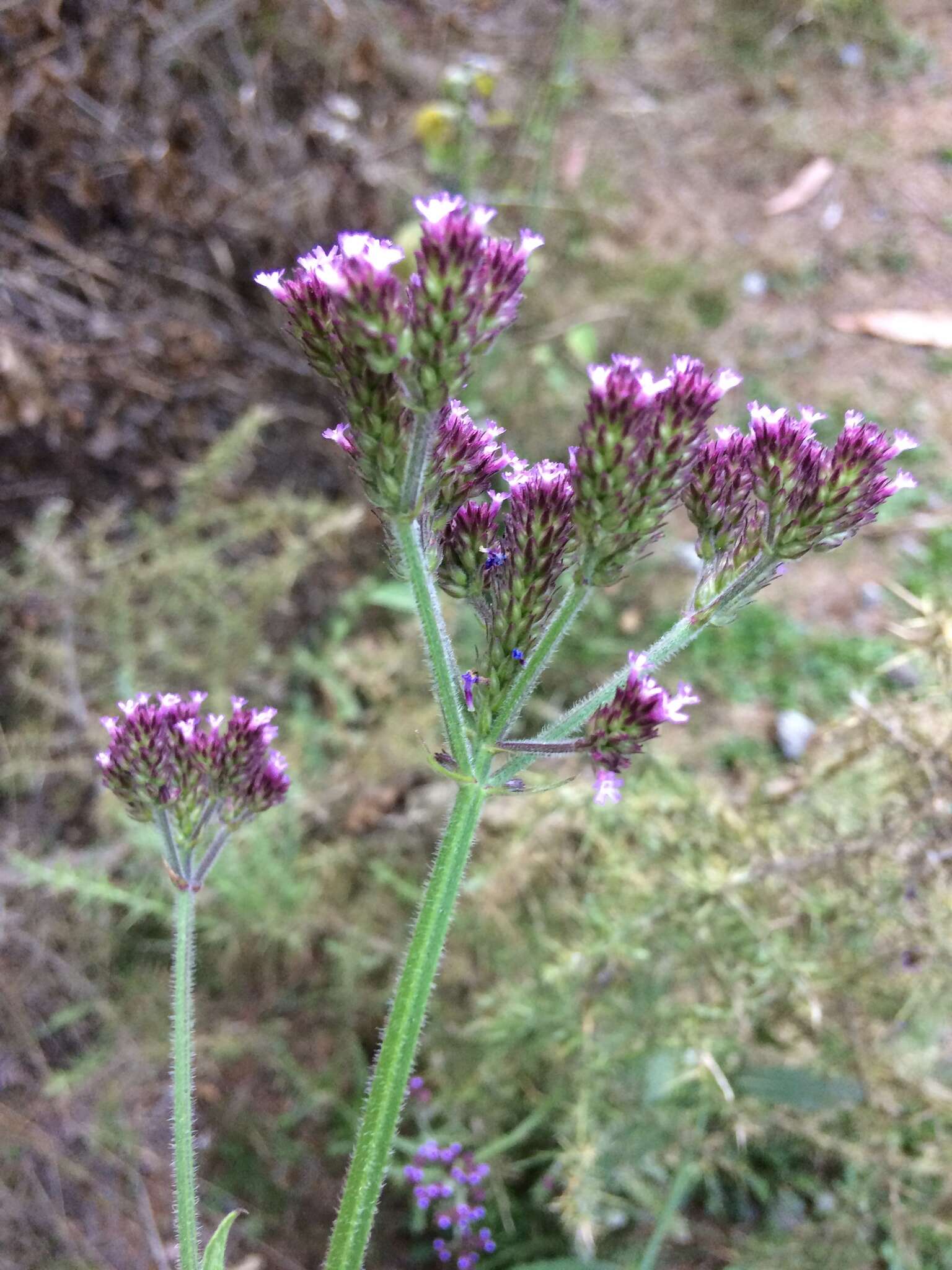 Image of Brazilian Vervain