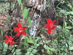 Image of Ipomoea spectata J. A. Mc Donald