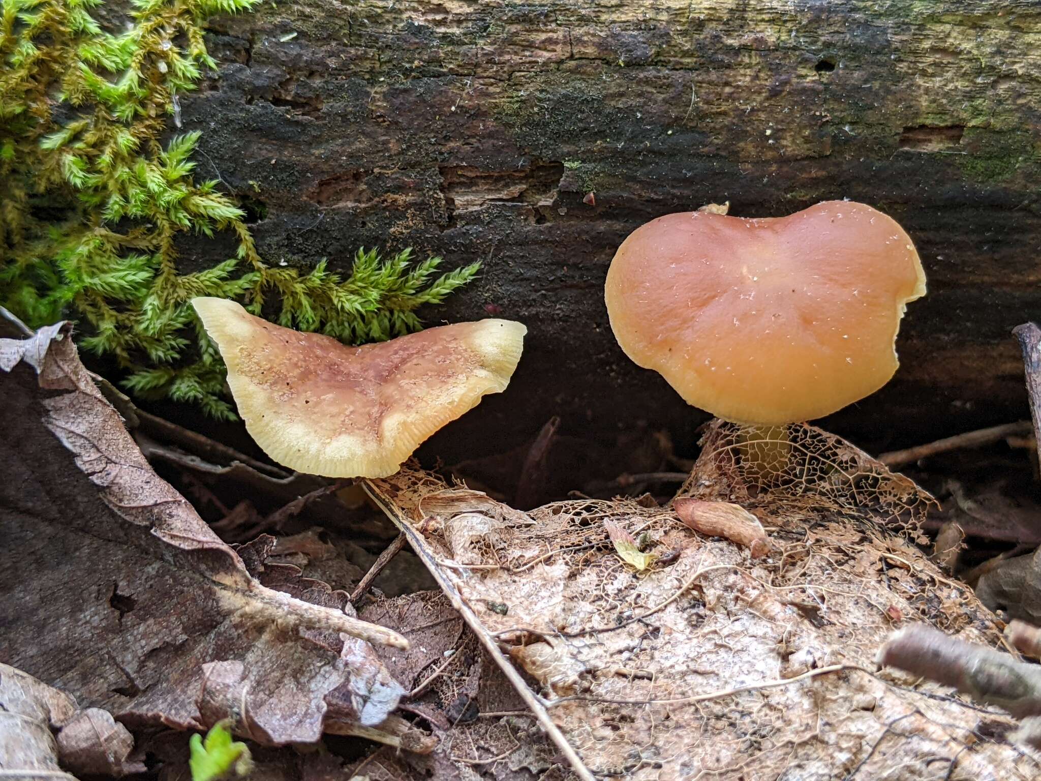 Image of Gymnopus subsulphureus (Peck) Murrill 1916