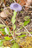 Image of Globularia bisnagarica L.