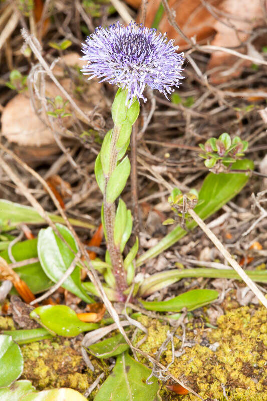 Image of Globularia bisnagarica L.