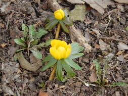 Image of eranthis