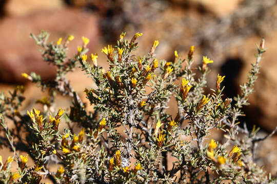 Image of Oedera glandulosa (Thunb.) N. G. Bergh