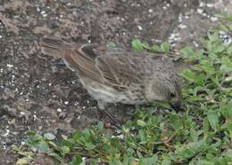 Image of Medium Ground Finch