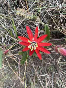 Image de Passiflora manicata (A. Juss.) Persoon