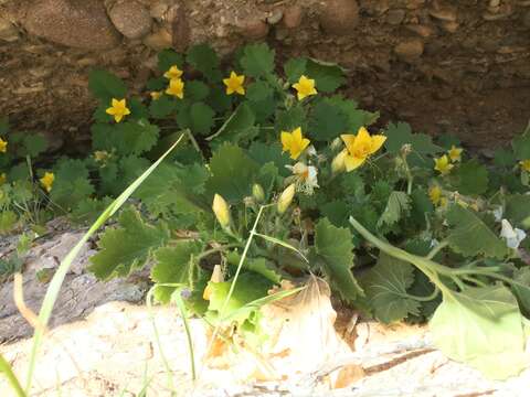 Image of yellow stingbush