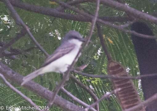 Image of Gray Kingbird