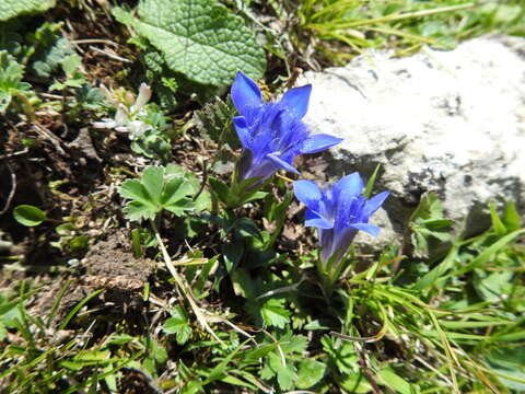 Image of Gentiana septemfida subsp. grossheimii (Doluch.) J. J. Halda