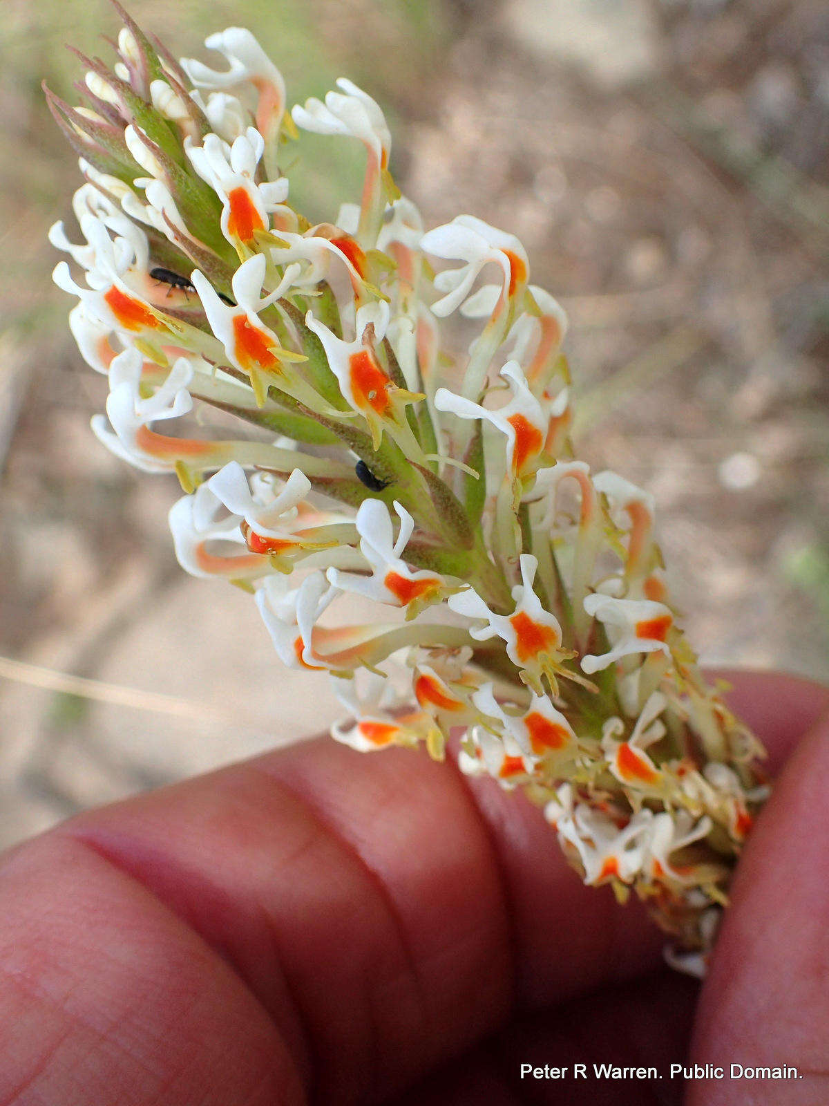 Image de Hebenstretia dura Choisy