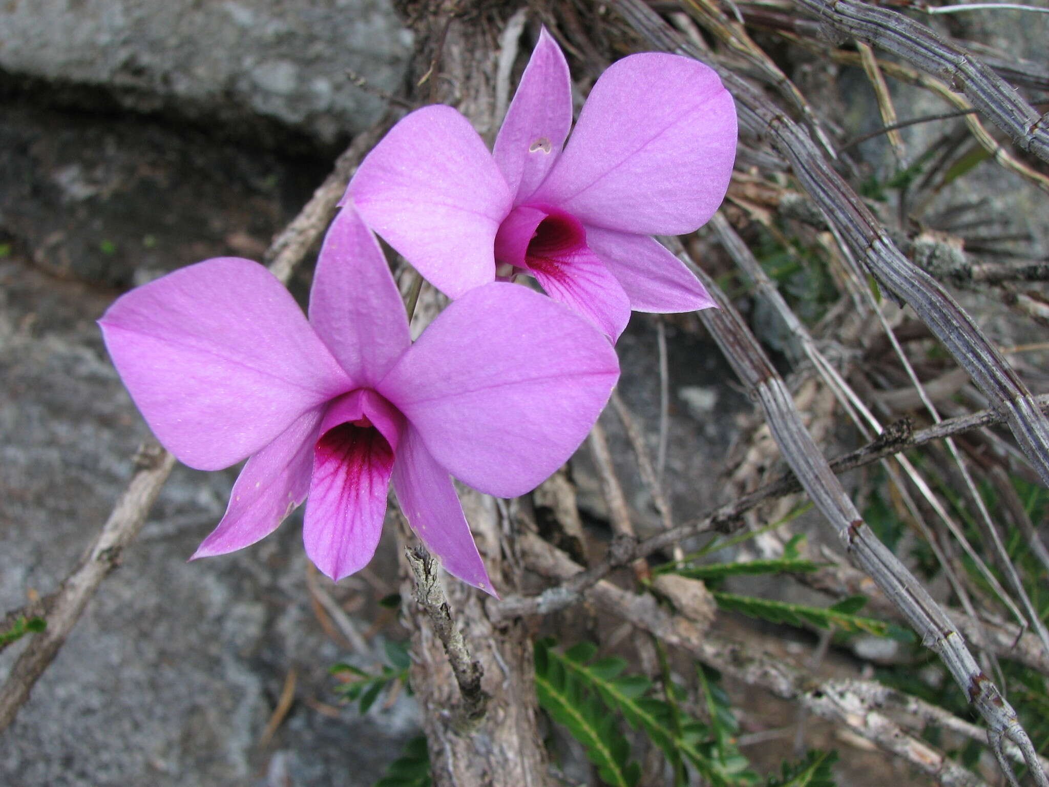 Dendrobium bigibbum Lindl. resmi