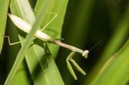 Image of Stagmomantis floridensis Davis 1919