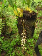 Plancia ëd Lacaena bicolor Lindl.