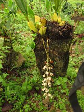 Image of Lacaena bicolor Lindl.