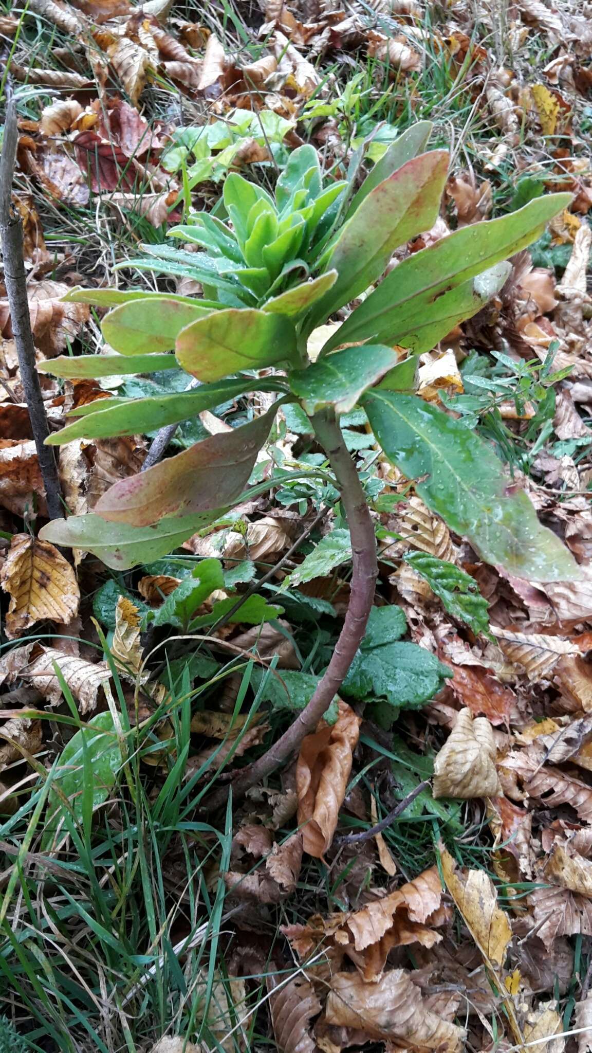 Image of Wood Spurge