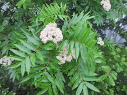 Image of American mountain ash