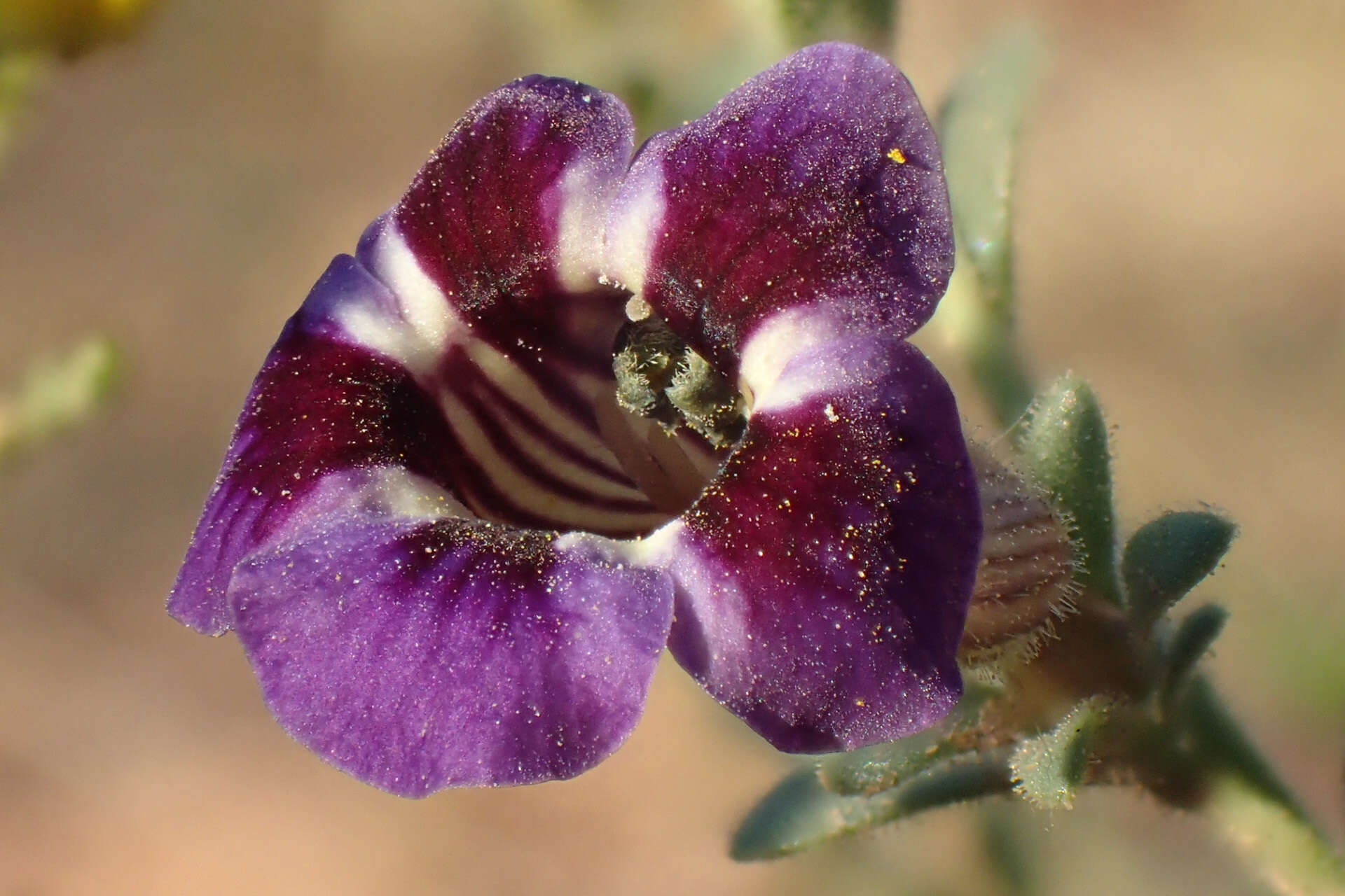 Imagem de Peliostomum virgatum E. Mey. ex Benth.