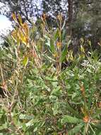 Image of Hakea dactyloides (Gaertn. fil.) Cav.