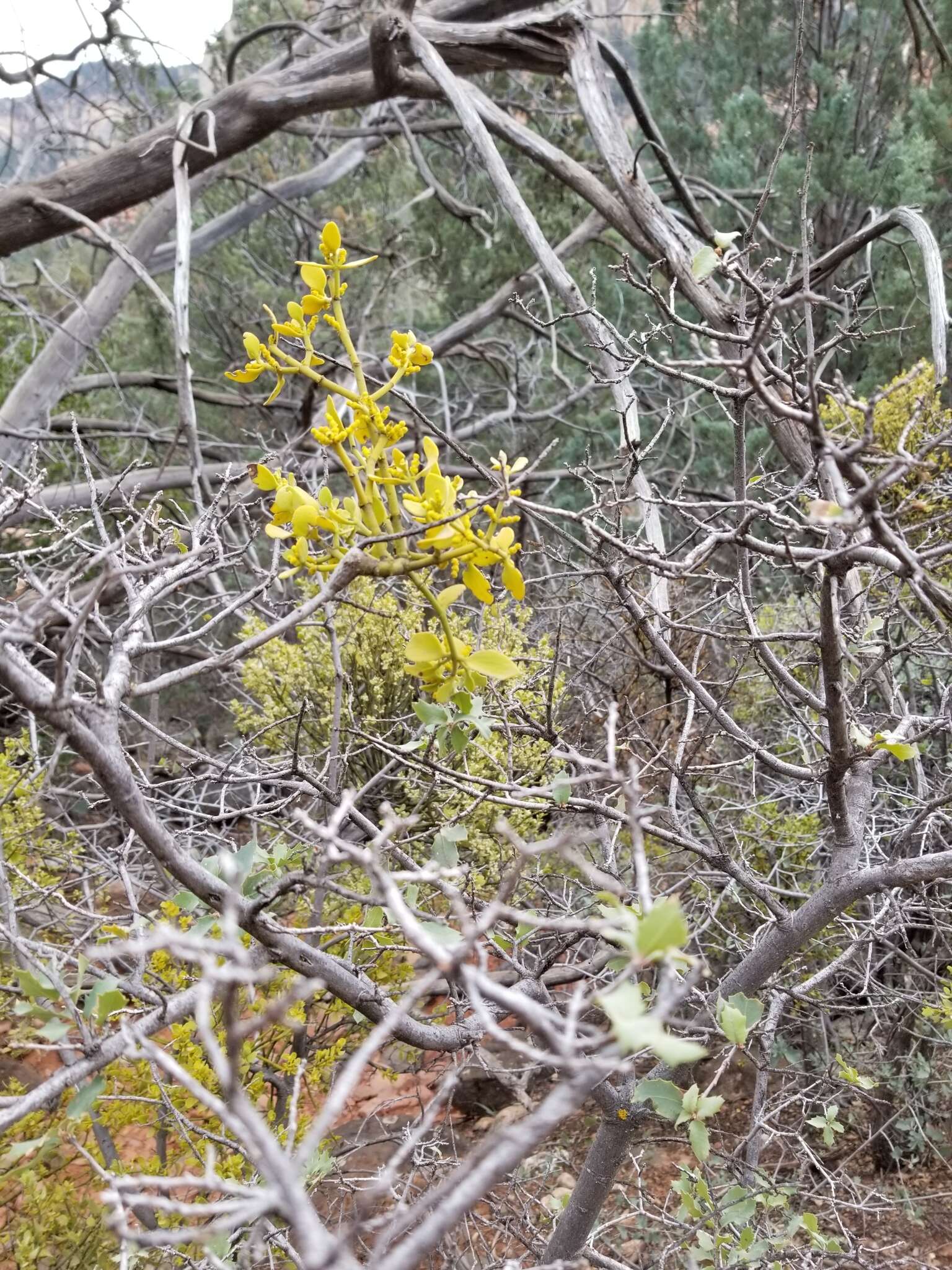 Image of Cory's mistletoe