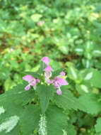 Image of spotted dead-nettle