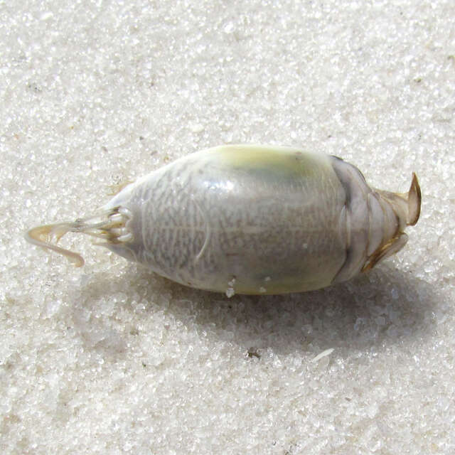 Image of Atlantic Mole Crab