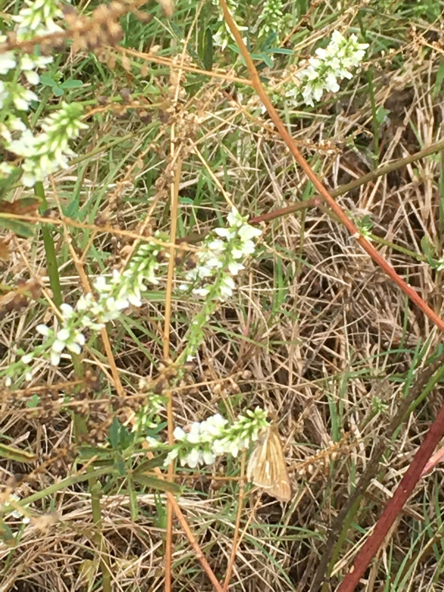 Image of Salt Marsh Skipper