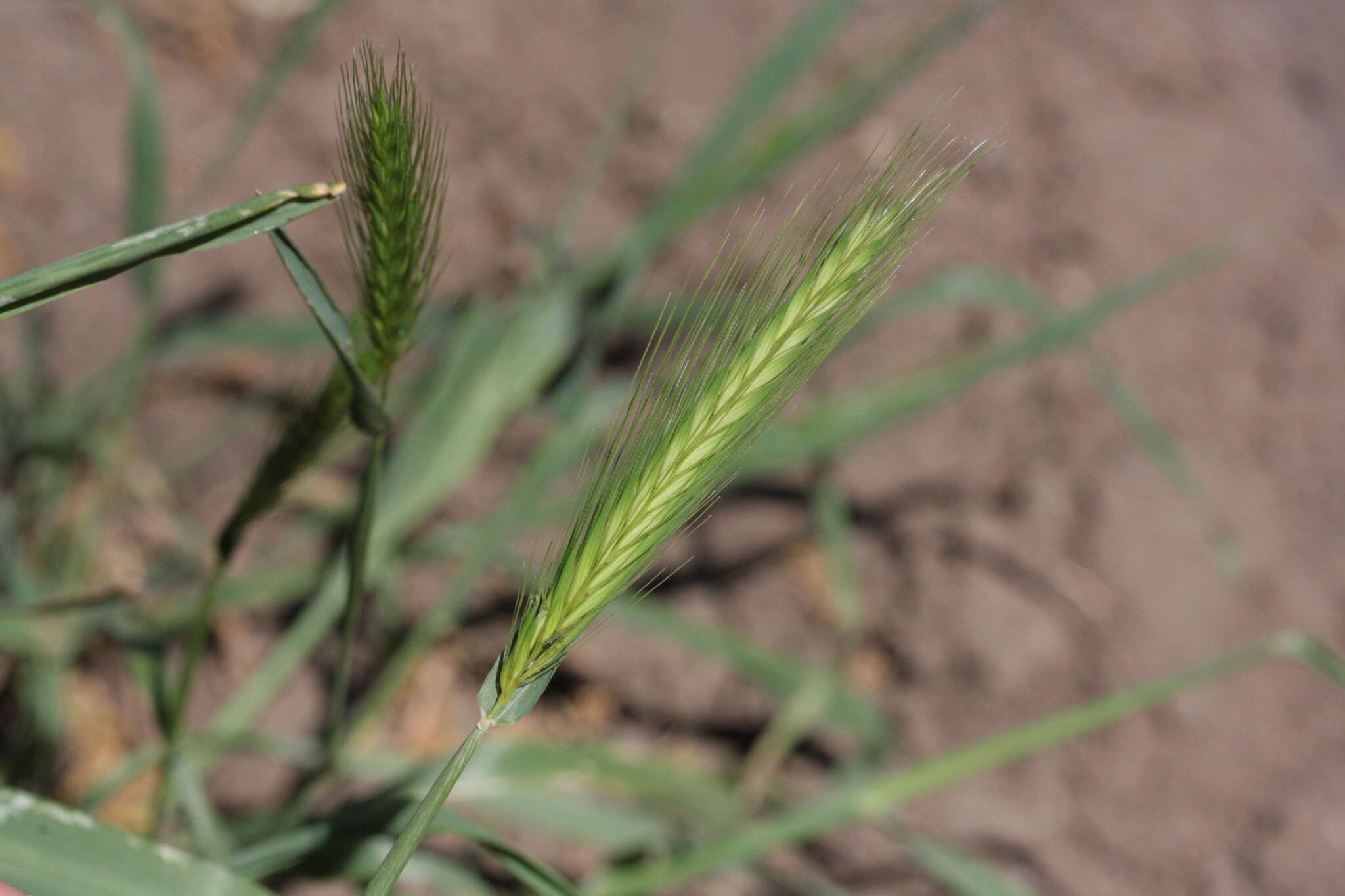 Image of mouse barley