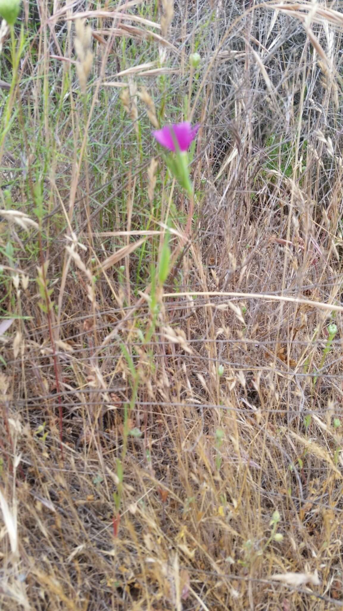 Image of winecup clarkia