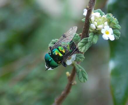 Image of Ornidia