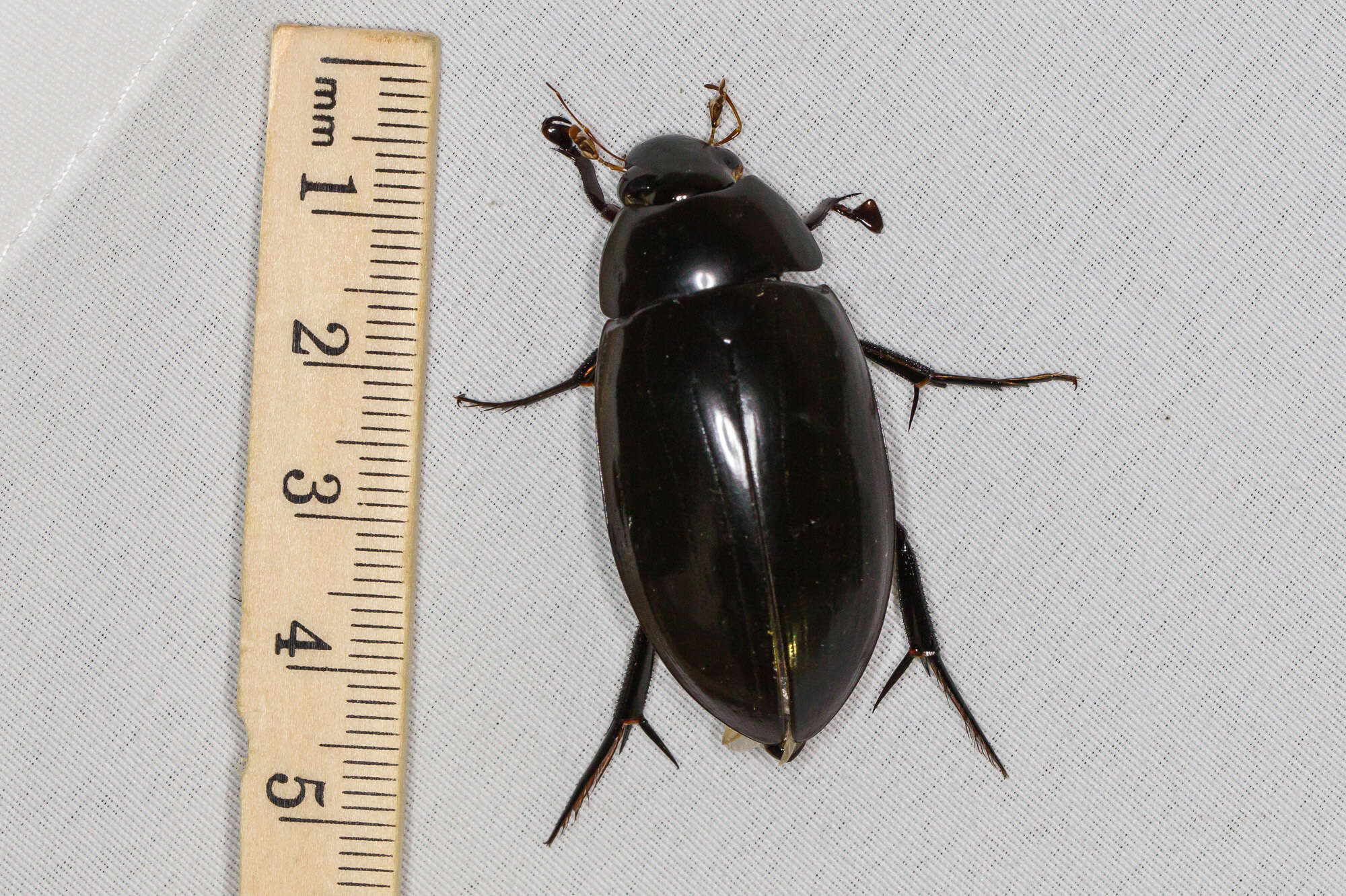 Image of Hydrophilus (Hydrophilus) insularis Laporte de Castelnau 1840