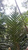 Image of Blechnum brasiliense Desv.