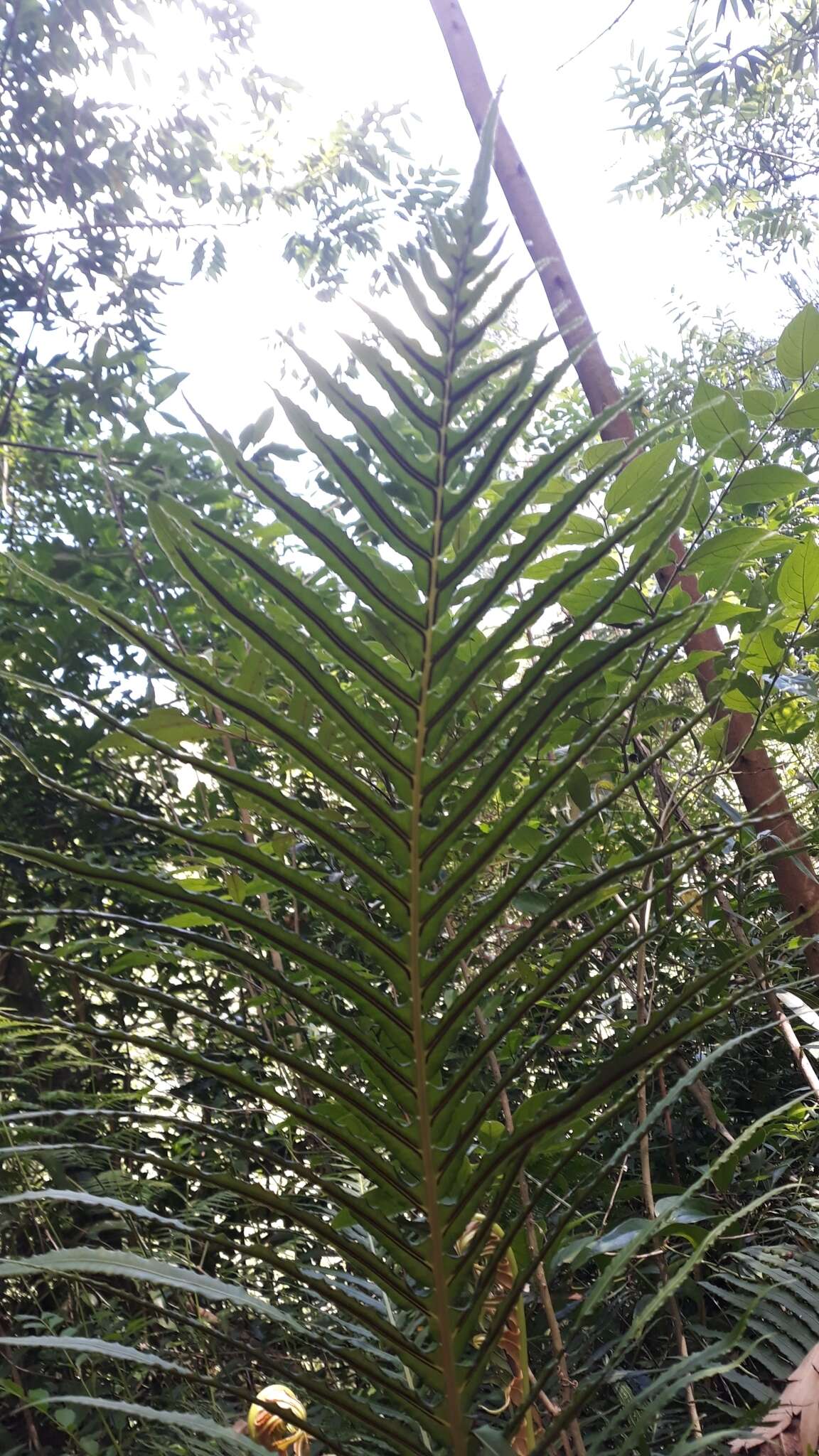 Image of Blechnum brasiliense Desv.