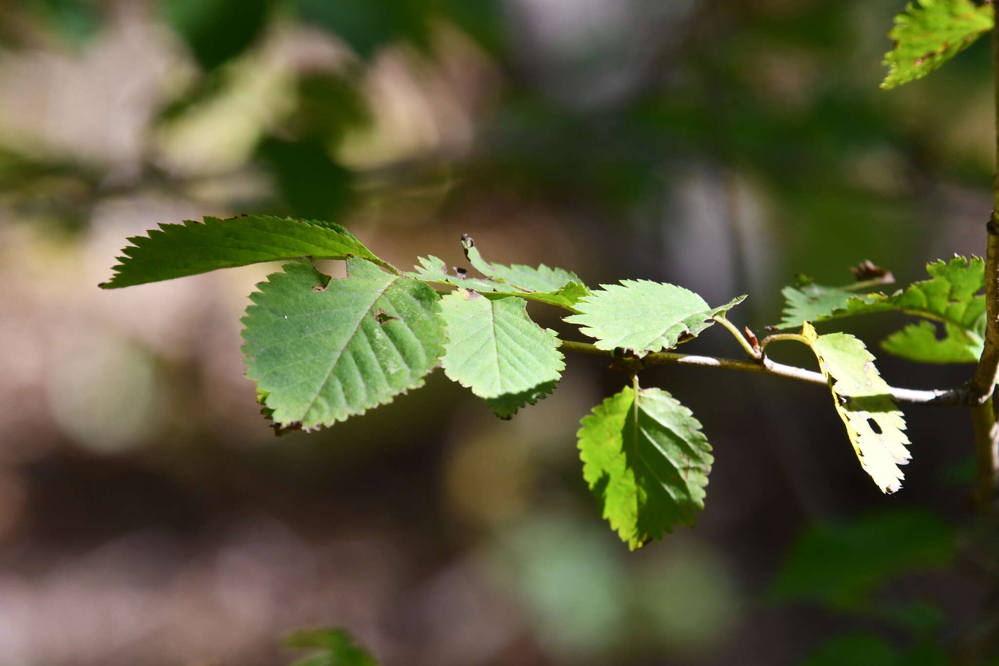 Слика од Prunus maximowiczii Rupr.