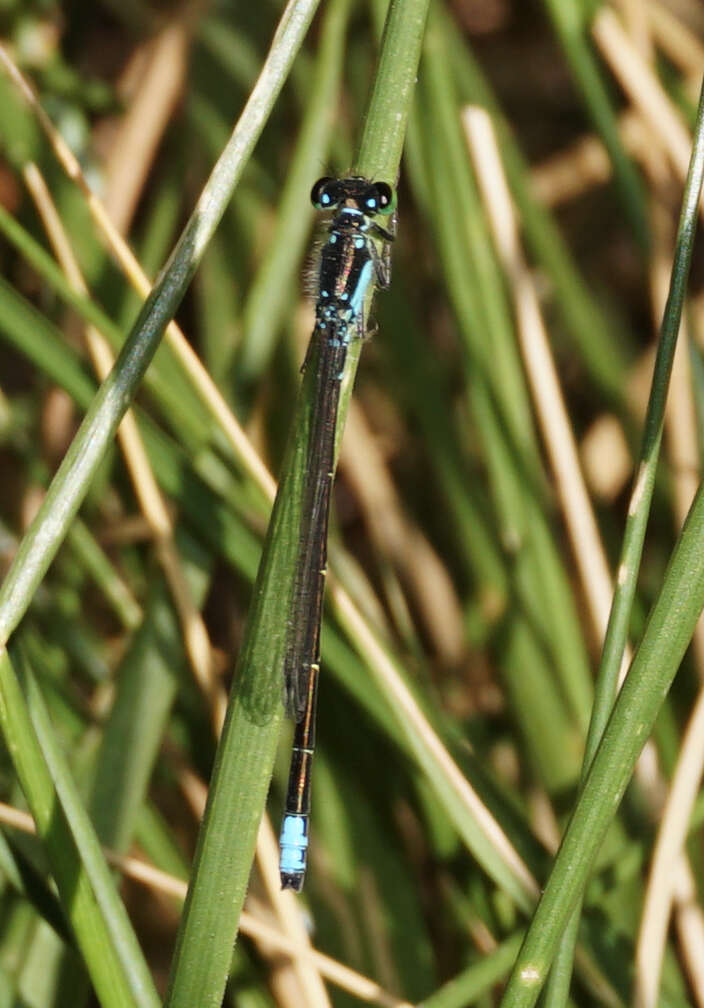 Image of Plains Forktail