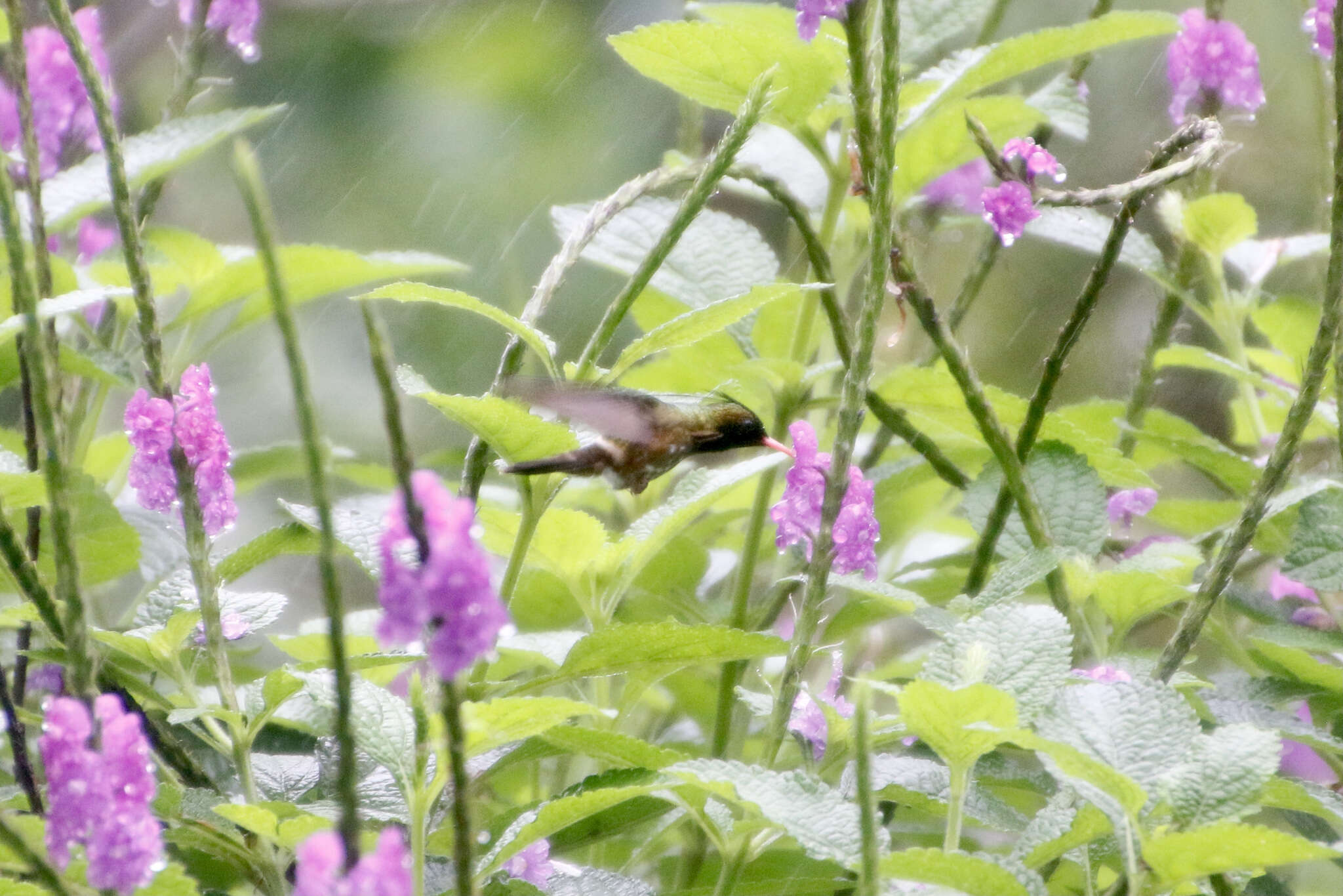 Lophornis helenae (Delattre 1843) resmi